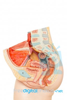 Human Female Reproduction Organs For Education Stock Photo