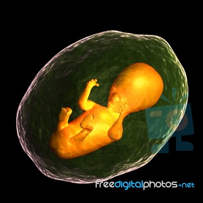 Human Fetus Stock Image