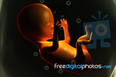 Human Fetus Stock Image