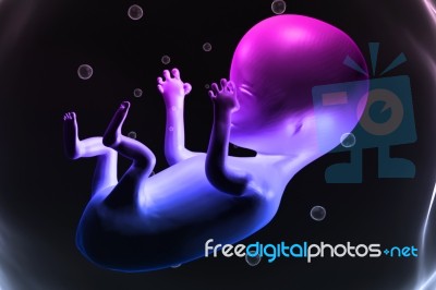 Human Fetus Stock Image