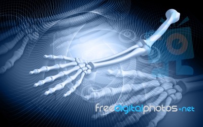 Human Hand Bones Stock Image