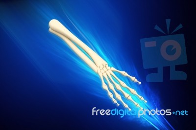 Human Hand Bones Stock Image