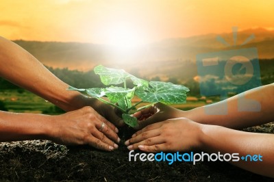 Human Hand Planting Young Plant Together On Dirt Soil Against Be… Stock Photo