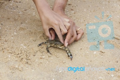 Human Hands Stop Crab Stock Photo