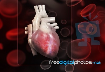 Human Heart Stock Image