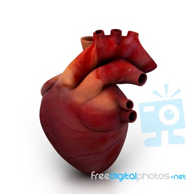 Human Heart Stock Image