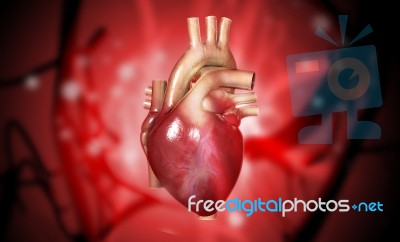 Human Heart Stock Image