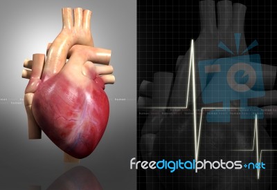 Human Heart Stock Image