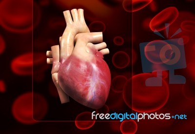 Human Heart Stock Image