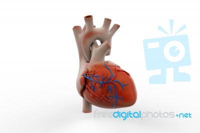 Human Heart Stock Image