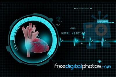 Human Heart Stock Image