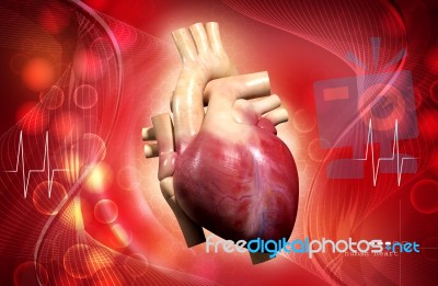 Human Heart Stock Image