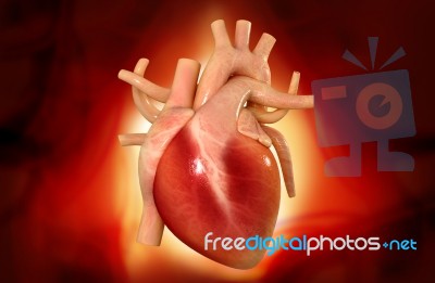 Human Heart Stock Image