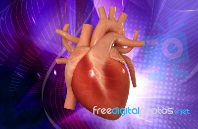 Human Heart Stock Image