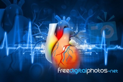 Human Heart Stock Image