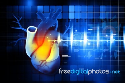 Human Heart Stock Image