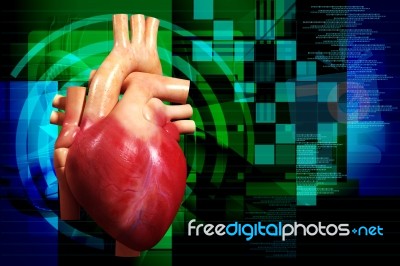 Human Heart Stock Image