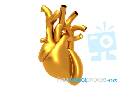 Human Heart Stock Image