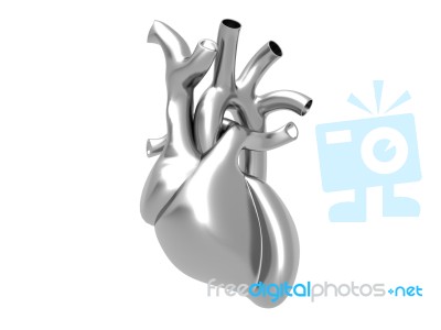 Human Heart Stock Image