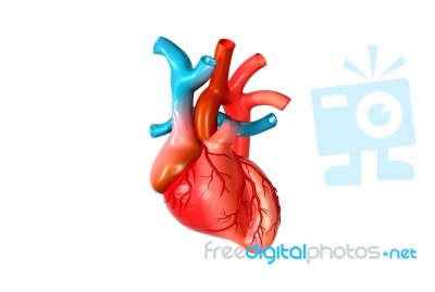 Human Heart Stock Image