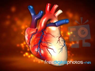 Human Heart Stock Image