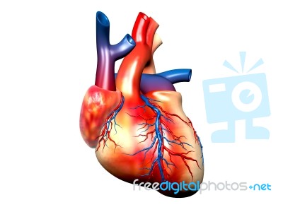 Human Heart Stock Image