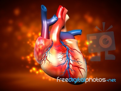 Human Heart Stock Image