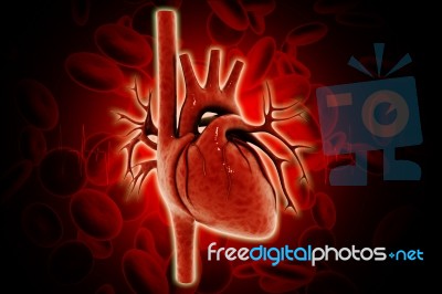 Human Heart Stock Image