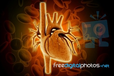 Human Heart Stock Image