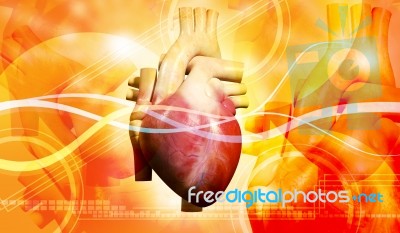 Human Heart  Stock Image