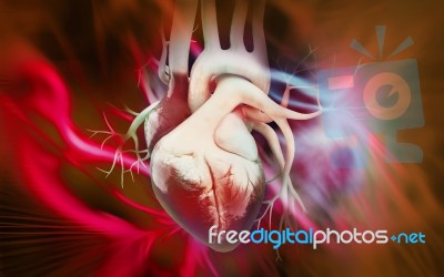 Human Heart Stock Image