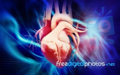 Human Heart Stock Image