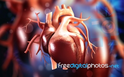 Human Heart Stock Image