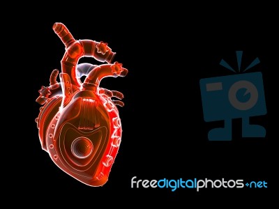 Human Heart  Stock Image