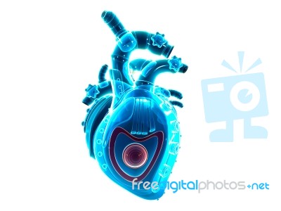 Human Heart  Stock Image