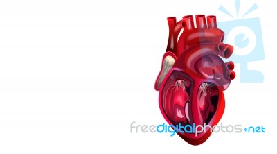 Human Heart Stock Image