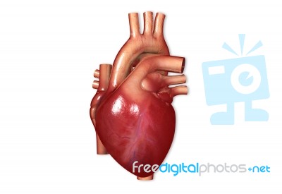 Human Heart Stock Image