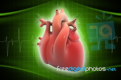 Human Heart Stock Image