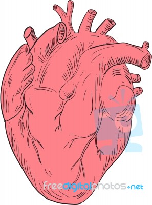 Human Heart Anatomy Drawing Stock Image