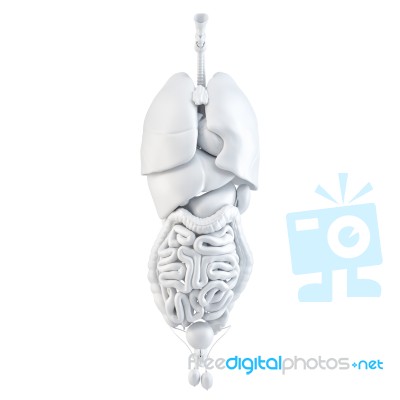 Human Internal Organs. 3d Illustration. Isolated. Contains Clipping Path Stock Image