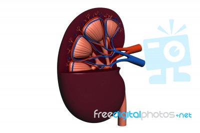 Human Kidney Stock Image