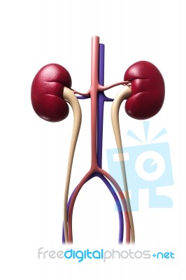 Human Kidney Stock Image