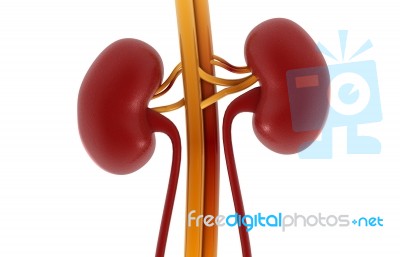 Human Kidney Stock Image