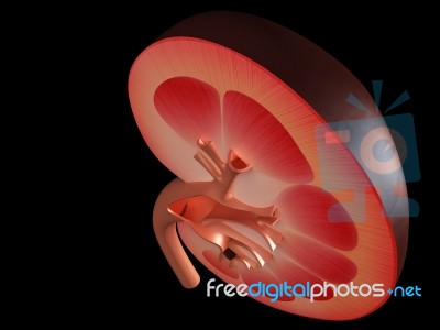 Human Kidney Stock Image