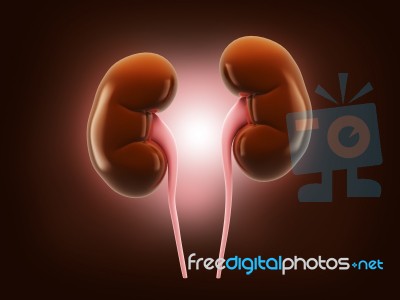 Human Kidney Stock Image