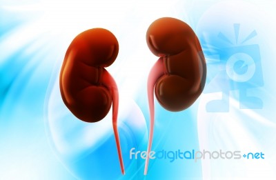 Human Kidney Stock Image