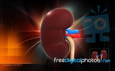 Human Kidney Stock Image