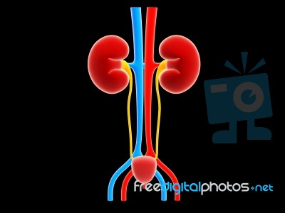 Human kidney Stock Image