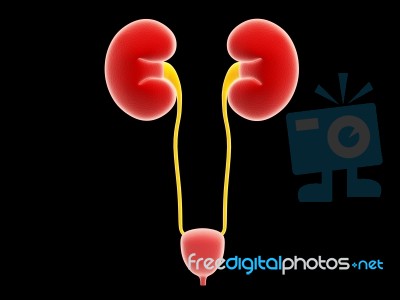 Human kidney Stock Image