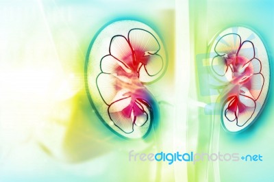 Human Kidney Cross Section Stock Image